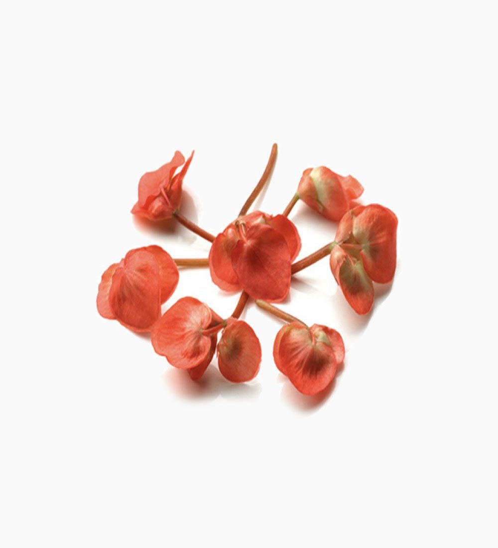 Aclla Cress