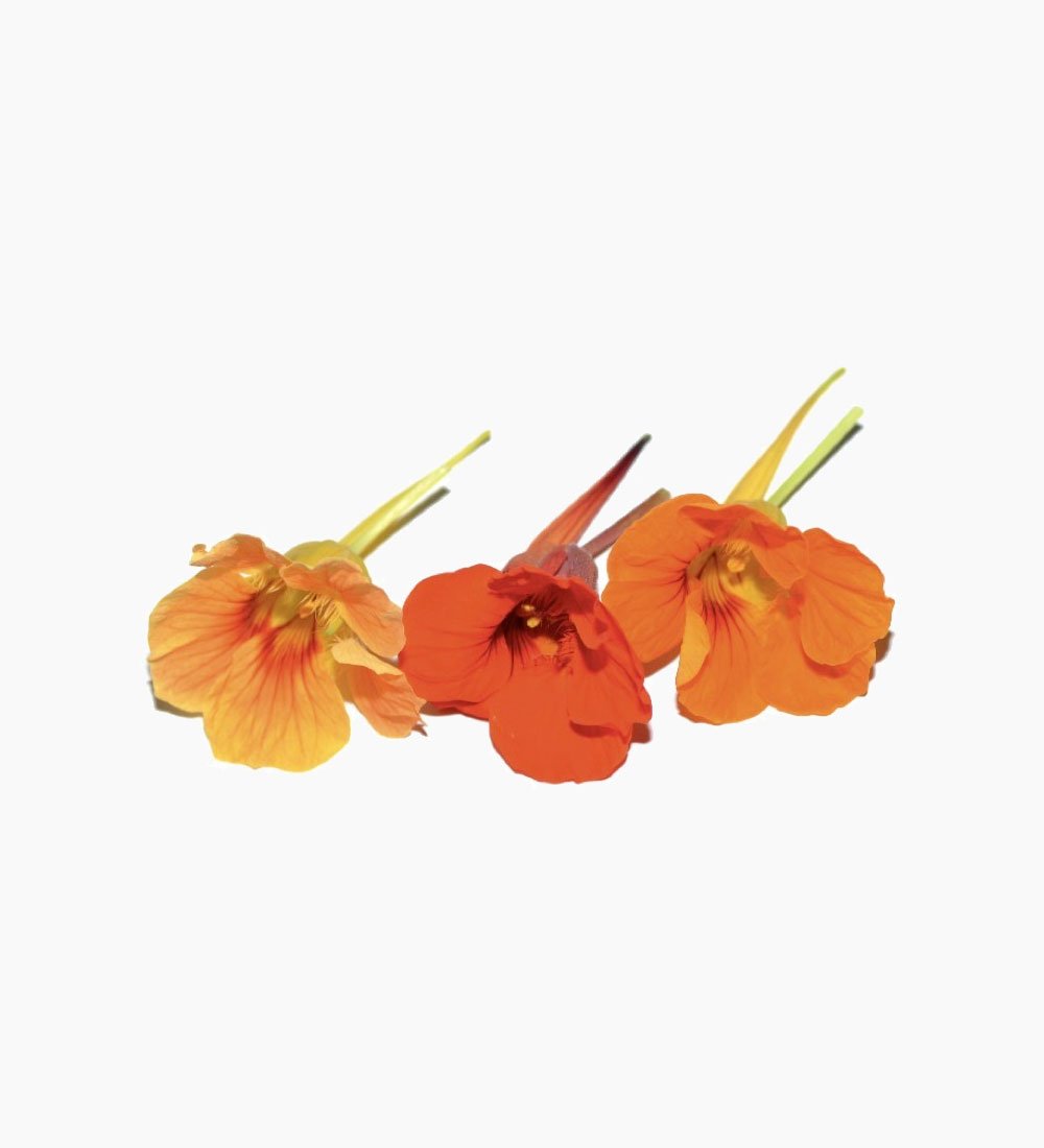 Aclla Cress